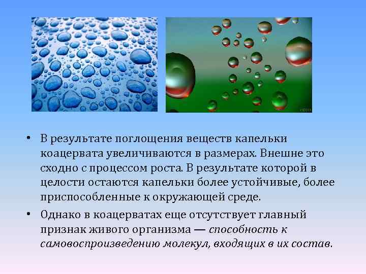  • В результате поглощения веществ капельки коацервата увеличиваются в размерах. Внешне это сходно