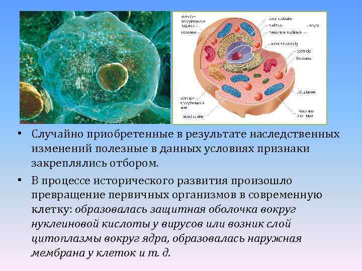  • Случайно приобретенные в результате наследственных изменений полезные в данных условиях признаки закреплялись