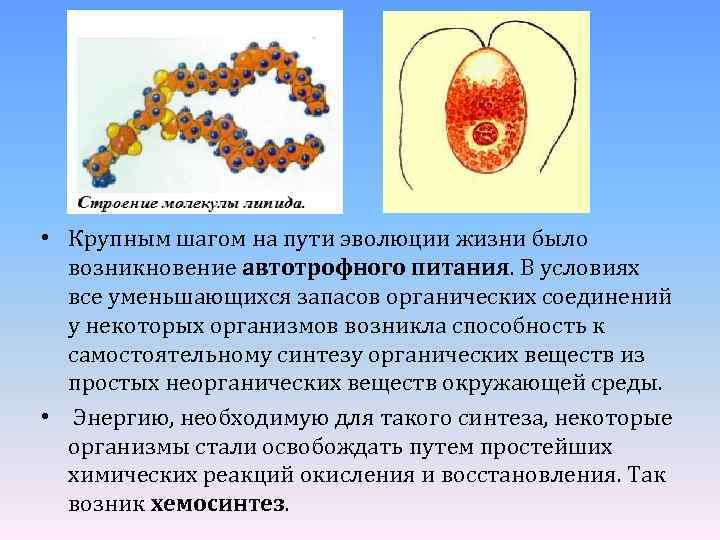  • Крупным шагом на пути эволюции жизни было возникновение автотрофного питания. В условиях