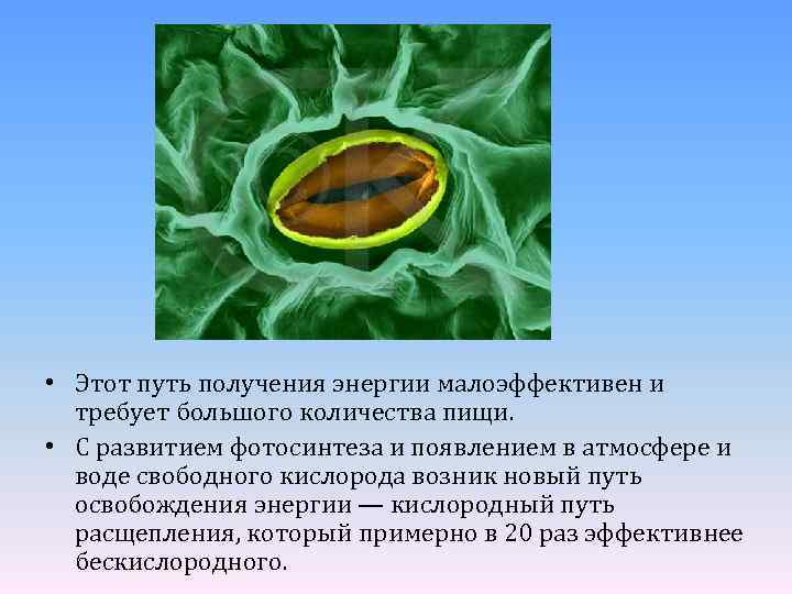  • Этот путь получения энергии малоэффективен и требует большого количества пищи. • С