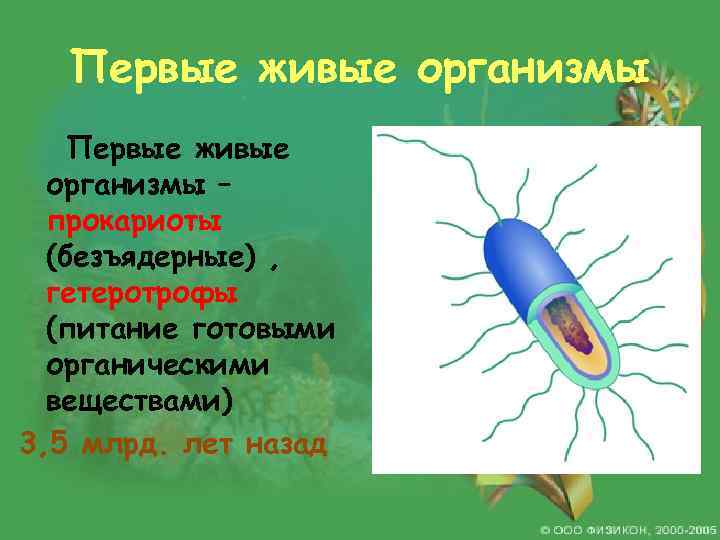 Первые живые организмы – прокариоты (безъядерные) , гетеротрофы (питание готовыми органическими веществами) 3, 5