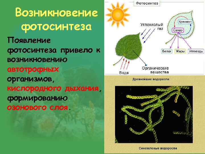 Возникновение фотосинтеза Появление фотосинтеза привело к возникновению автотрофных организмов, кислородного дыхания, формированию озонового слоя.