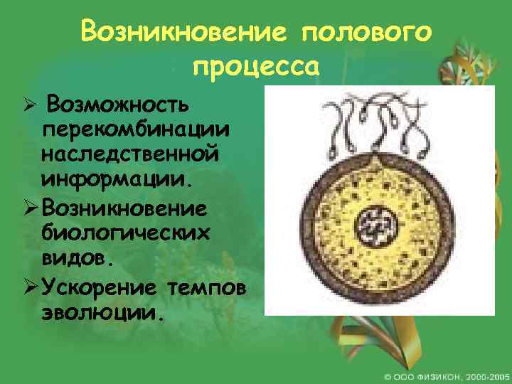 Возникновение полового процесса Ø Возможность перекомбинации наследственной информации. Ø Возникновение биологических видов. Ø Ускорение