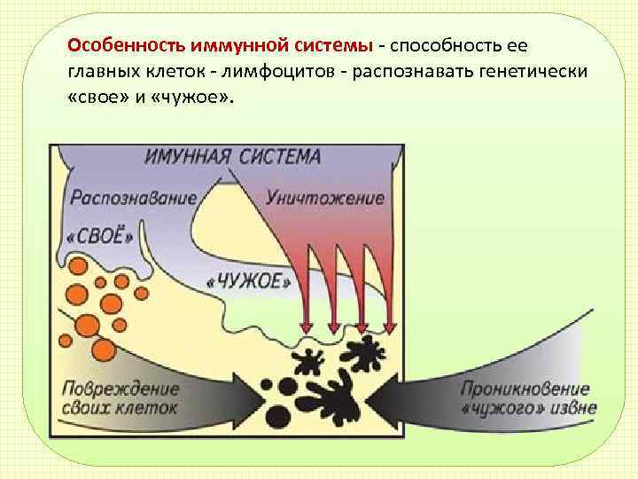 Свойства иммунной системы человека. Особенности иммунной системы. Характеристика иммунной системы. Особенности иммунной системы перечислите. Особенность работы иммунной системы?.