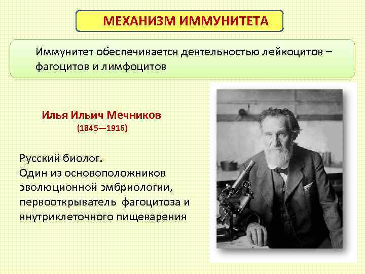 Мечников создал учение о клеточном иммунитете. Мечников иммунитет. Мечников открыл иммунитет.