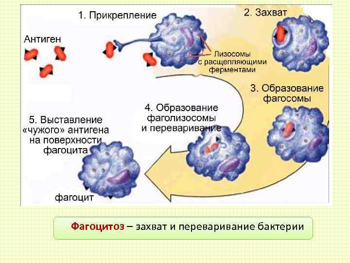Фагоцитоз захват клеткой. Схема иммунного фагоцитоза. Механизм иммунитета фагоцитоз антитела. Схема механизма образования иммунитета клеточный фагоцитоз. Фагоцитарный клеточный иммунитет схема.