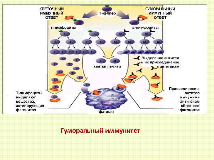 Антитела выделяют клетки. Фагоцитоз гуморальный иммунитет. Клетка памяти в гуморальном иммунитете. Клетки иммунной системы хелперы. Гуморальный иммунный ответ хелперы.