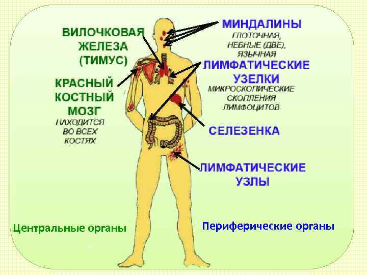 Где находится значение. Иммунитет какие органы отвечают. Органы отвечающие за иммунитет человека. Железа отвечающая за иммунитет человека. Где находится иммунная система.