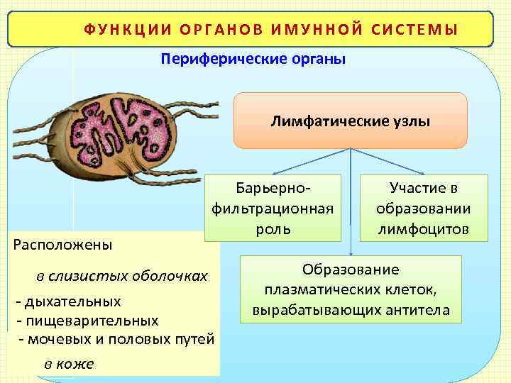 Функции органов. Функции лимфойдные органов. Лимфоидные органы функции. Вторичные органы лимфатической системы. Функции вторичных лимфатических органов.