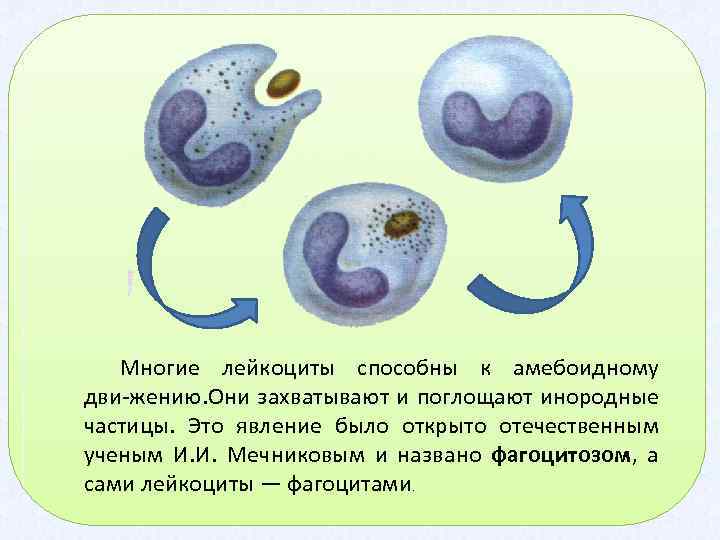 Многие лейкоциты способны к амебоидному дви жению. Они захватывают и поглощают инородные частицы. Это