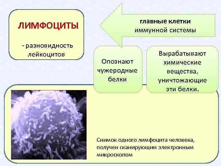 ЛИМФОЦИТЫ разновидность лейкоцитов главные клетки иммунной системы Опознают чужеродные белки Вырабатывают химические вещества, уничтожающие