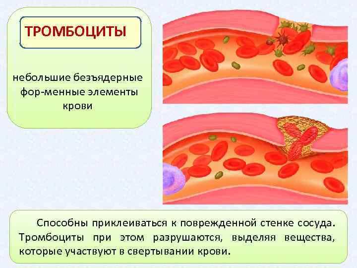 Тромбоциты принимают участие. Участие тромбоцитов в свертывании крови. Тромбоциты схема свертывания крови. Тромбоциты свертывание крови. Тромбоциты этапы свертывания крови.