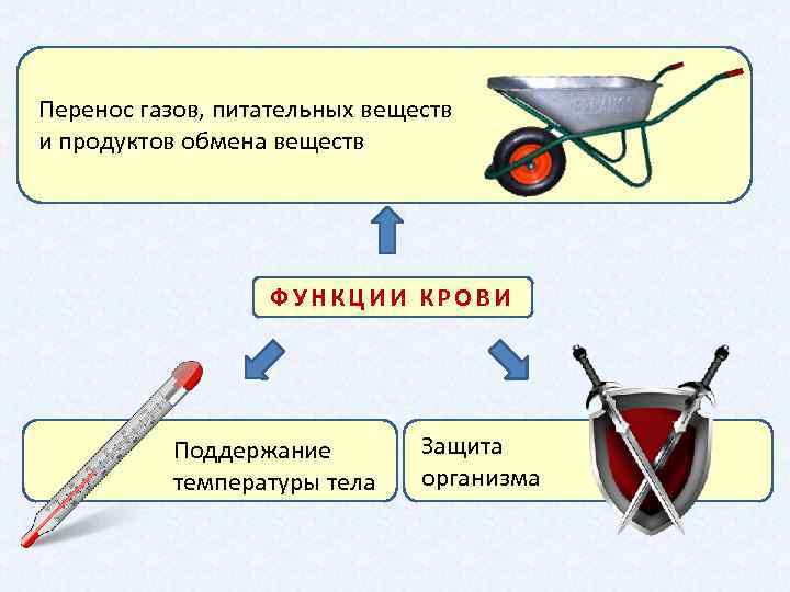 Виды переносов газов. Перенос питательных веществ. Перенос веществ кровью. Переносят ГАЗЫ И питательные вещества это. Транспорт газов и питательных веществ какая система.