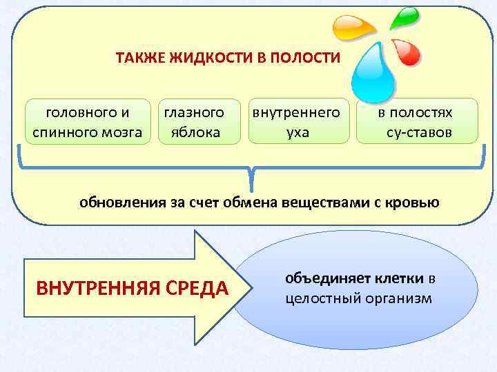 Основа организма. Внутренняя среда организма основа его целостности кровь. В состав внутренней жидкой среды организма входят. Основной источник образования основания в организме. К внутренней среде организма жидкость полости тела относится.