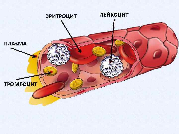 ЭРИТРОЦИТ ПЛАЗМА ТРОМБОЦИТ ЛЕЙКОЦИТ 
