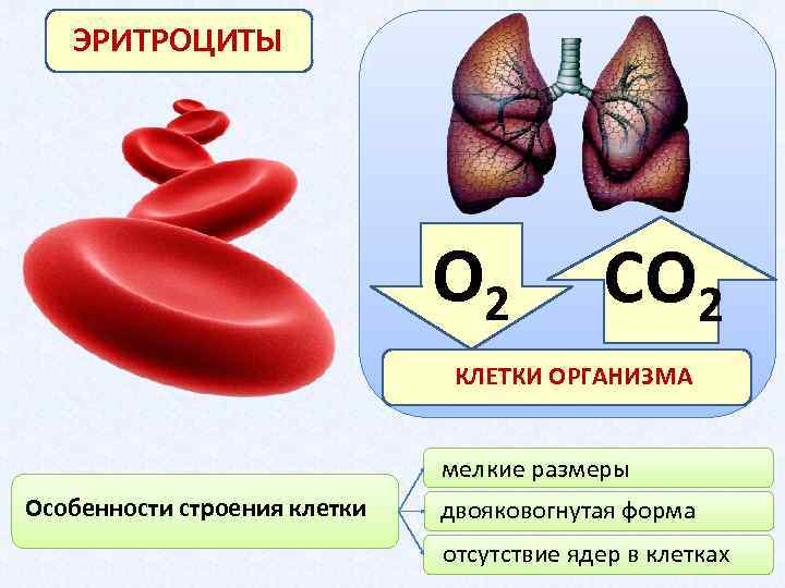 Эритроциты строение. Строение эритроцита человека. Эритроциты схема. Эритроцит человека схема. Эритроцит схема строения.