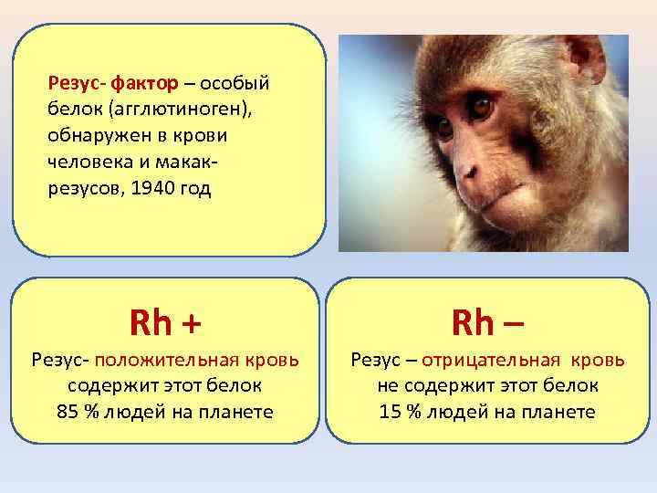 Резус- фактор – особый белок (агглютиноген), обнаружен в крови человека и макакрезусов, 1940 год