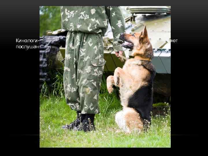 Кинологи-инструкторы занимаются дрессировкой собак, прививают послушание и обучают командам. 