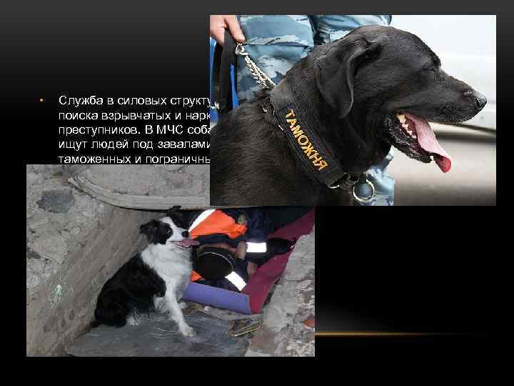  • Служба в силовых структурах. В полиции собак используют для поиска взрывчатых и