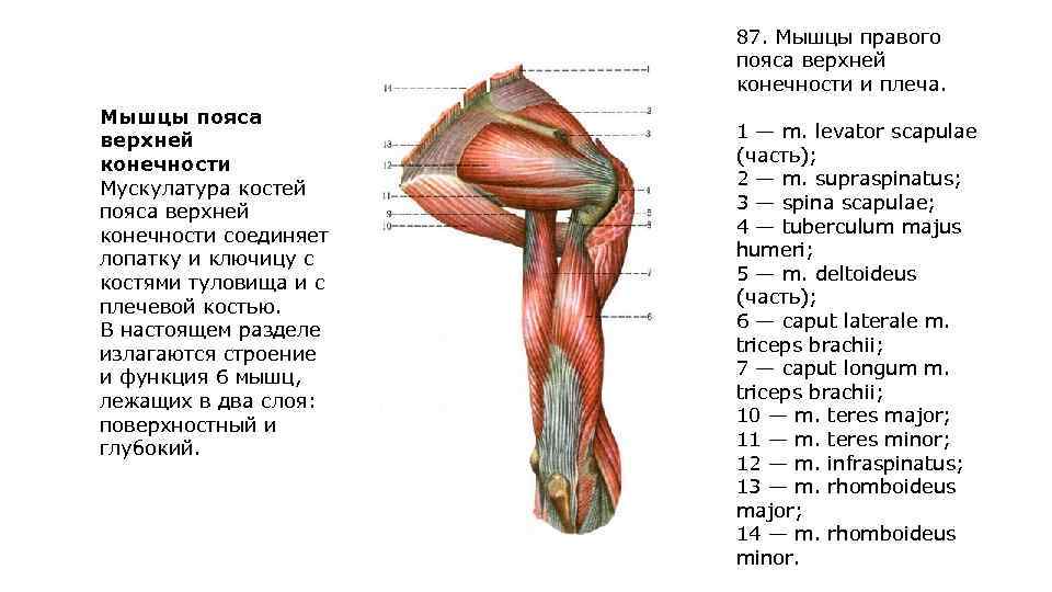 87. Мышцы правого пояса верхней конечности и плеча. Мышцы пояса верхней конечности Мускулатура костей