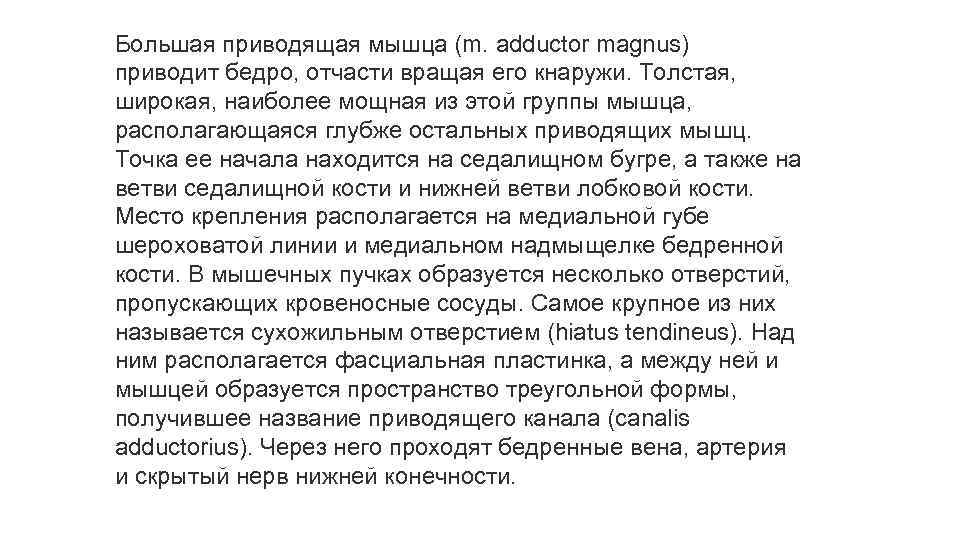 Большая приводящая мышца (m. adductor magnus) приводит бедро, отчасти вращая его кнаружи. Толстая, широкая,