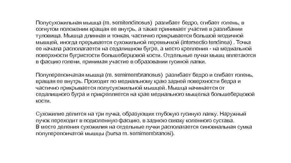 Полусухожильная мышца (m. semitendinosus) разгибает бедро, сгибает голень, в согнутом положении вращая ее внутрь,