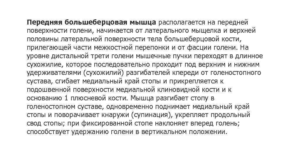 Передняя большеберцовая мышца располагается на передней поверхности голени, начинается от латерального мыщелка и верхней