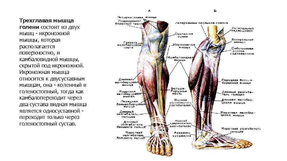 Трехглавая мышца голени состоит из двух мышц - икроножной мышцы, которая располагается поверхностно, и