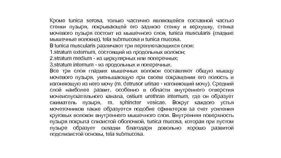 Кроме tunica serosa, только частично являющейся составной частью стенки пузыря, покрывающей его заднюю стенку