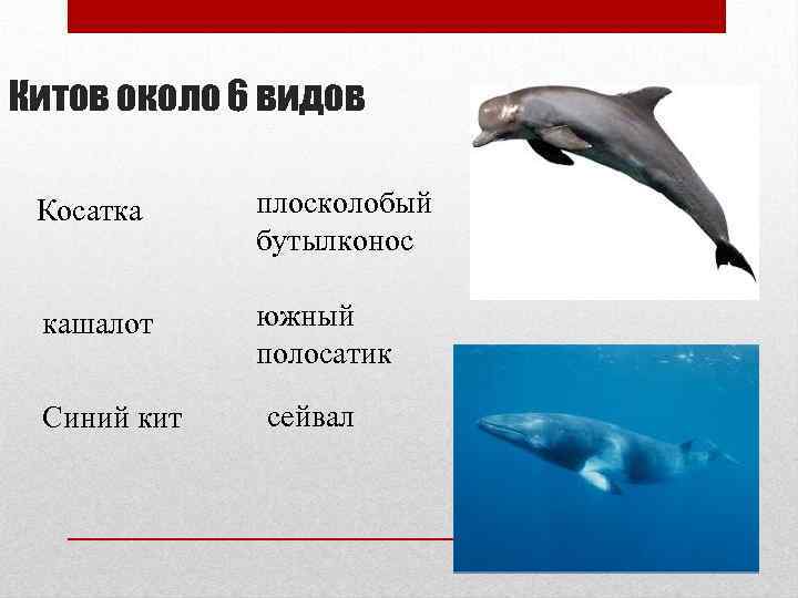 Китов около 6 видов Косатка плосколобый бутылконос кашалот южный полосатик Синий кит сейвал 