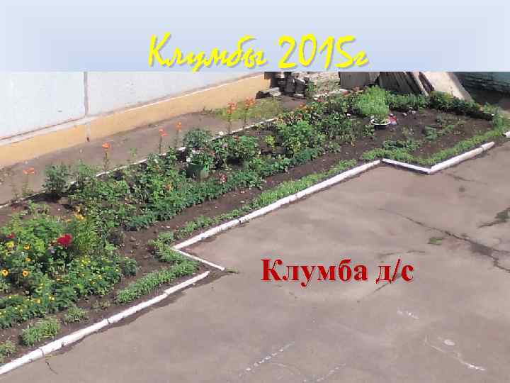 Клумбы 2015 г Клумба д/с 