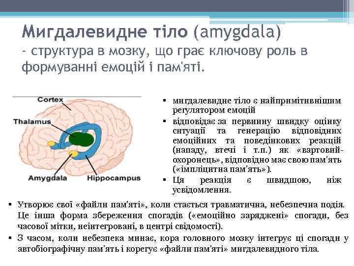 Мигдалевидне тіло (amygdala) - структура в мозку, що грає ключову роль в формуванні емоцій