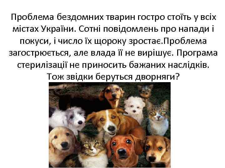 Проблема бездомних тварин гостро стоїть у всіх містах України. Сотні повідомлень про напади і
