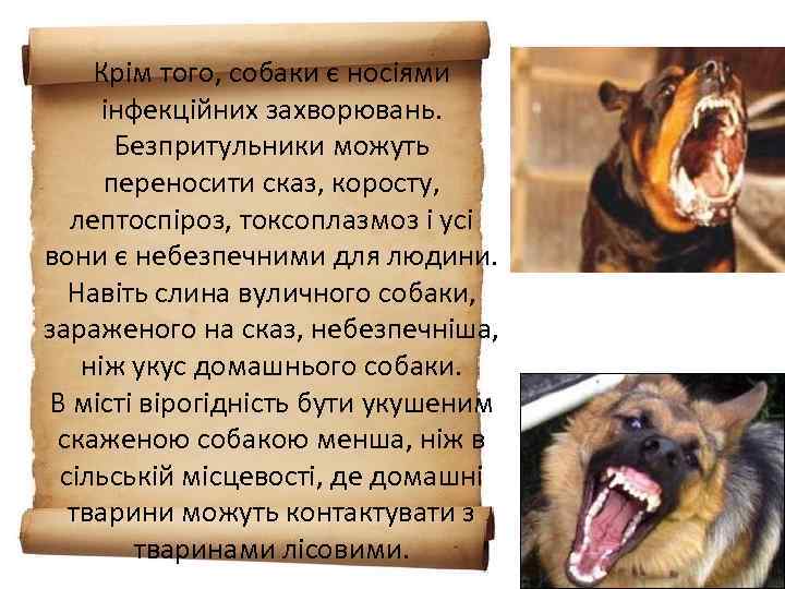 Крім того, собаки є носіями інфекційних захворювань. Безпритульники можуть переносити сказ, коросту, лептоспіроз, токсоплазмоз