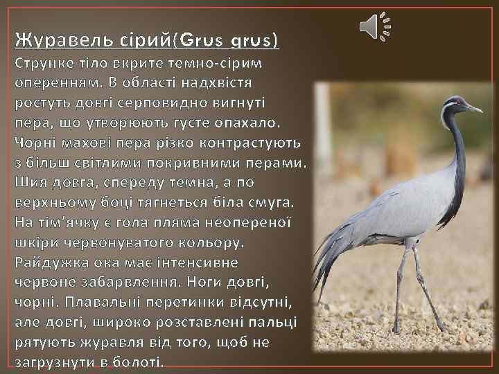 Журавель сірий(Grus grus) Струнке тіло вкрите темно-сірим оперенням. В області надхвістя ростуть довгі серповидно