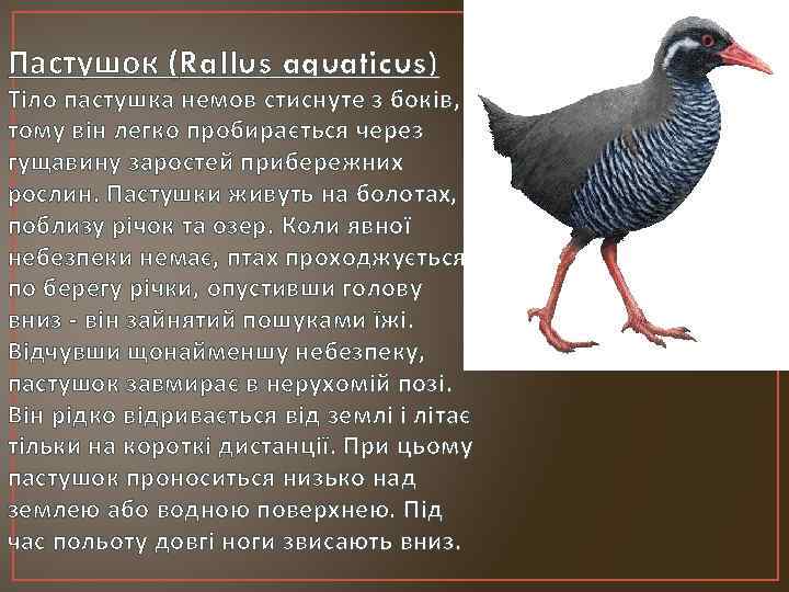 Пастушок (Rallus aquaticus) Тіло пастушка немов стиснуте з боків, тому він легко пробирається через