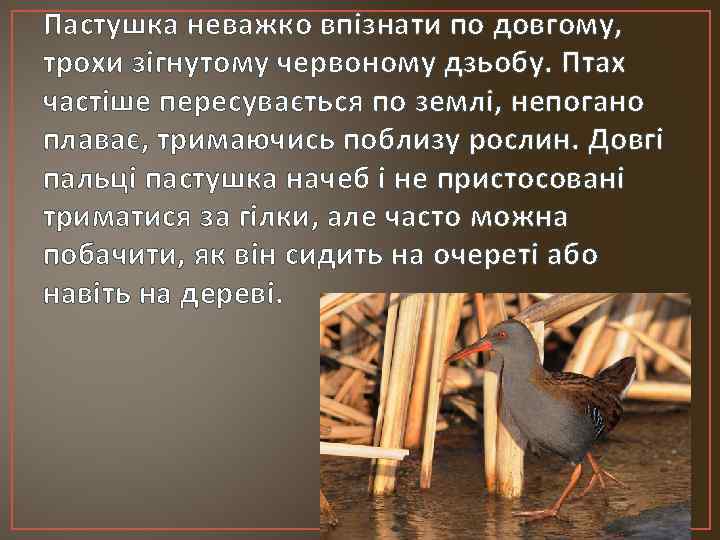 Пастушка неважко впізнати по довгому, трохи зігнутому червоному дзьобу. Птах частіше пересувається по землі,