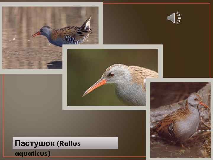 Пастушок (Rallus aquaticus) 