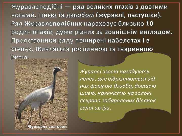 Журавлеподібні — ряд великих птахів з довгими ногами, шиєю та дзьобом (журавлі, пастушки). Ряд