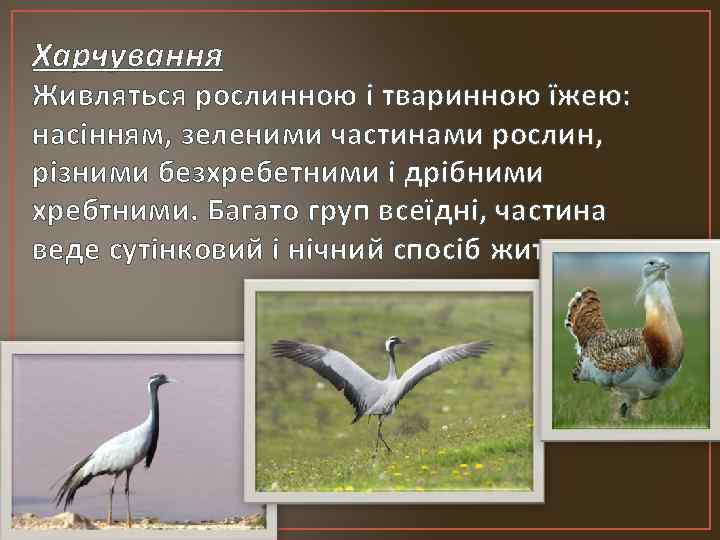 Харчування Живляться рослинною і тваринною їжею: насінням, зеленими частинами рослин, різними безхребетними і дрібними