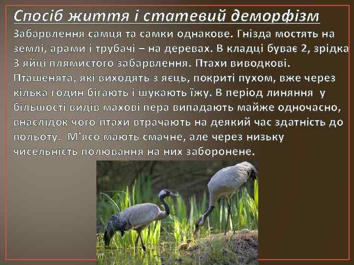 Спосіб життя і статевий деморфізм Забарвлення самця та самки однакове. Гнізда мостять на землі,