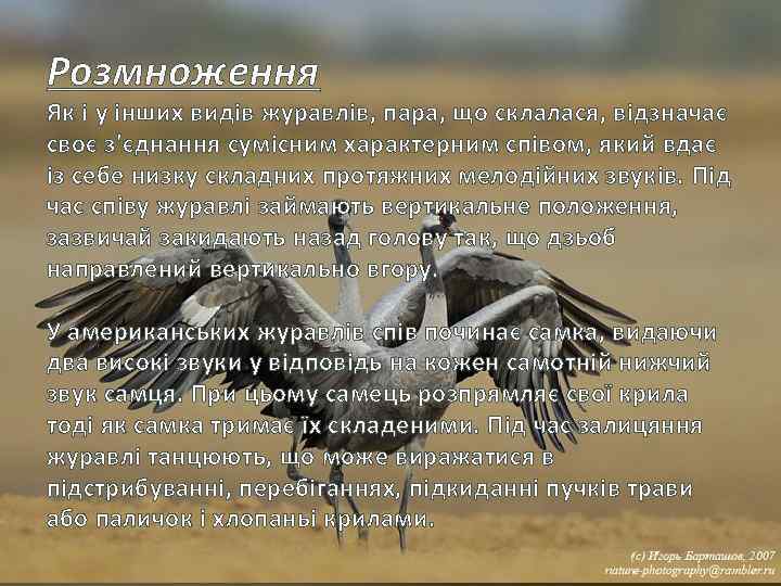 Розмноження Як і у інших видів журавлів, пара, що склалася, відзначає своє з'єднання сумісним