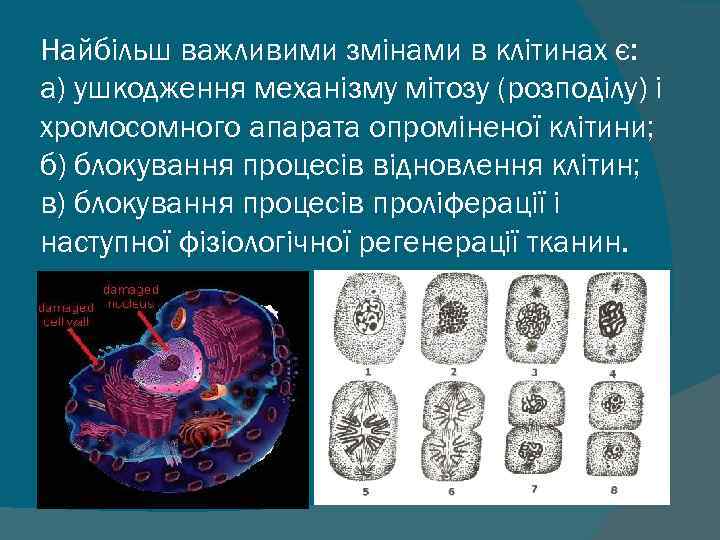 Найбільш важливими змінами в клітинах є: а) ушкодження механізму мітозу (розподілу) і хромосомного апарата