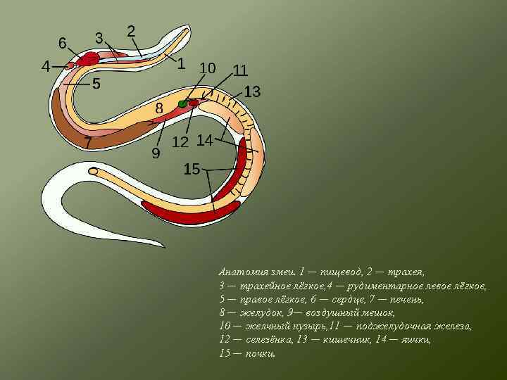 Легкие у змей. Строение пищеварительной системы змеи. Внутреннее строение змеи. Строение внутренних органов змей. Внутреннее строение змеи 7 класс.