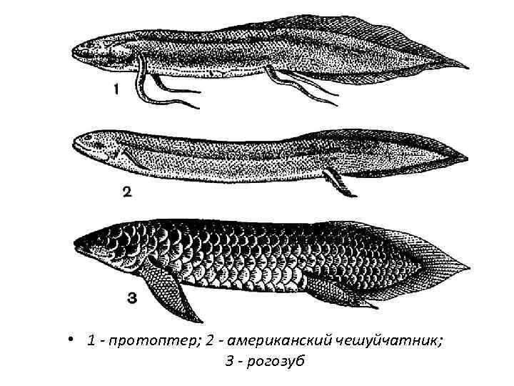  • 1 - протоптер; 2 - американский чешуйчатник; 3 - рогозуб 