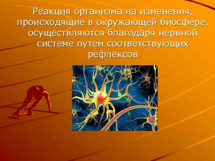 Реакция организма на изменения, происходящие в окружающей биосфере, осуществляются благодаря нервной системе путем соответствующих