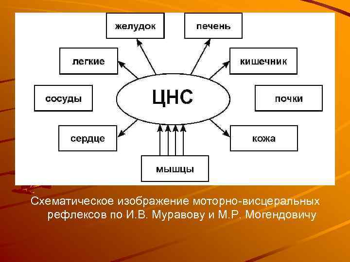 Схематическое изображение моторно-висцеральных рефлексов по И. В. Муравову и М. Р. Могендовичу 