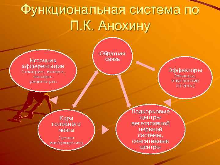 Функциональная система по П. К. Анохину Источник афферентации (проприо, интеро, экстерорецепторы) Кора головного мозга