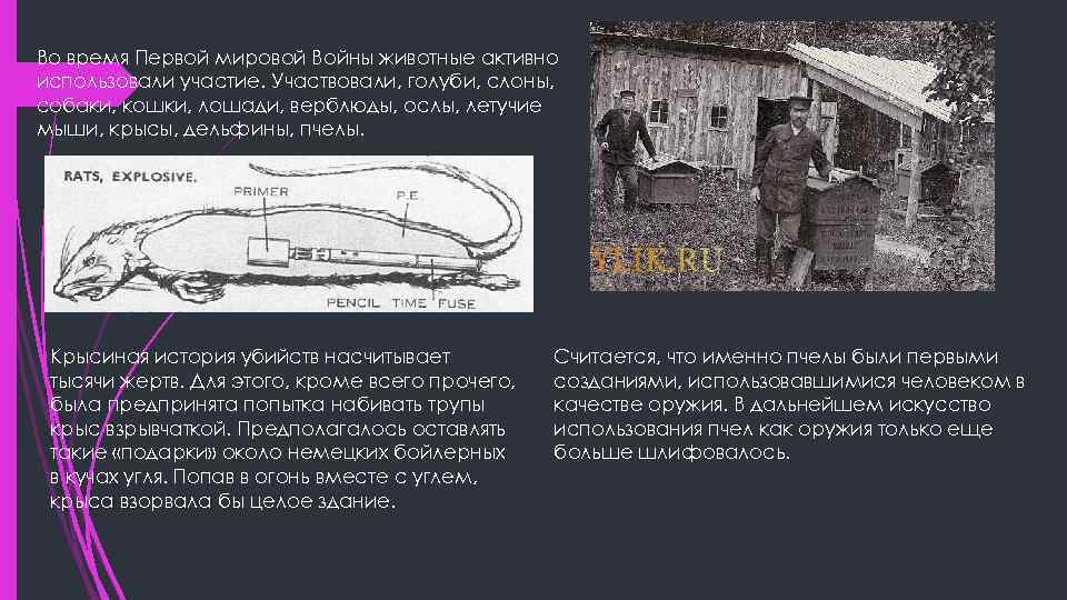 Во время Первой мировой Войны животные активно использовали участие. Участвовали, голуби, слоны, собаки, кошки,