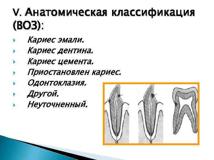 Строение канала зуба